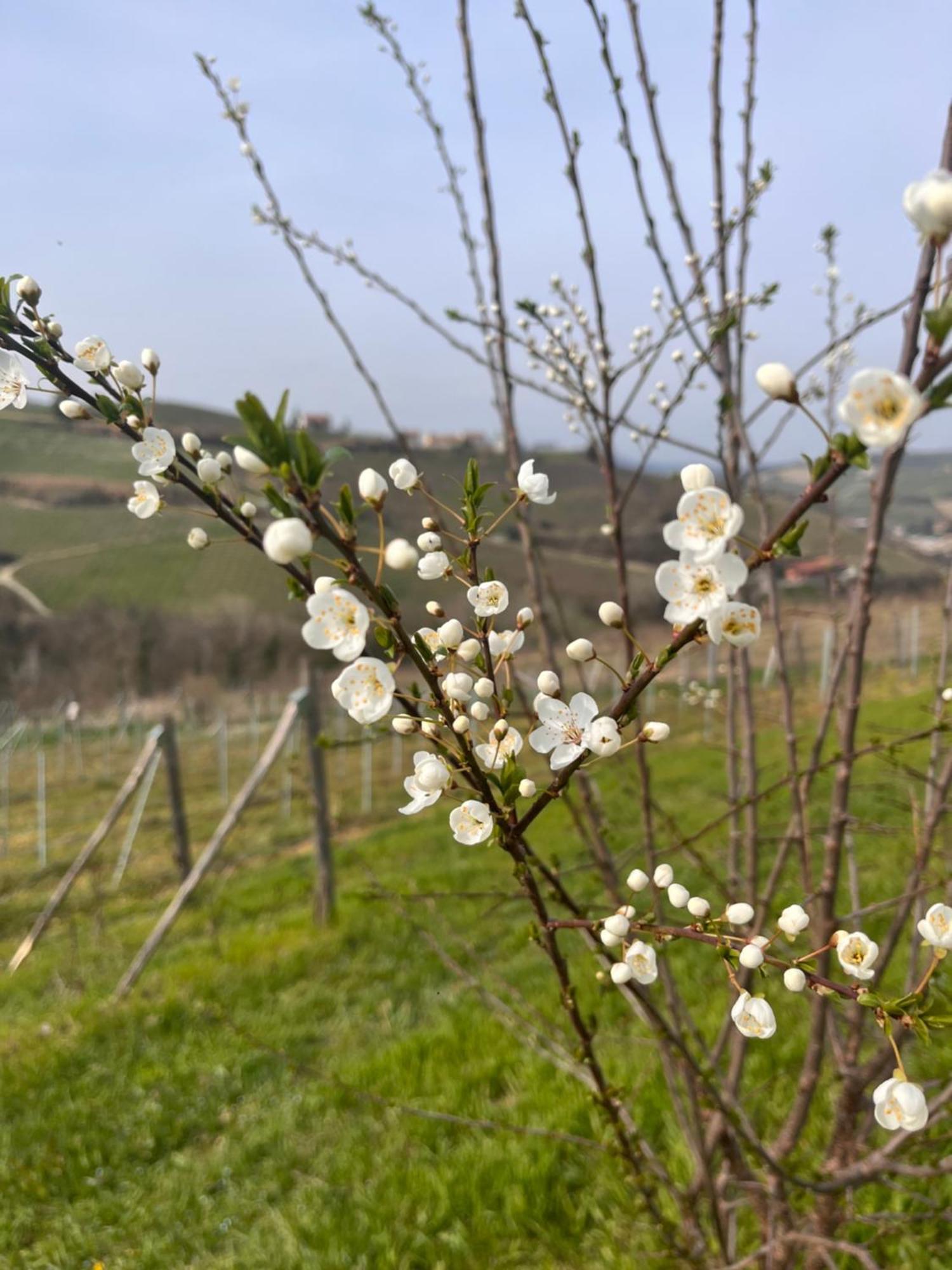 Le Cornici - Cascina Di Charme Hotel ดิอาโนดัลบา ภายนอก รูปภาพ